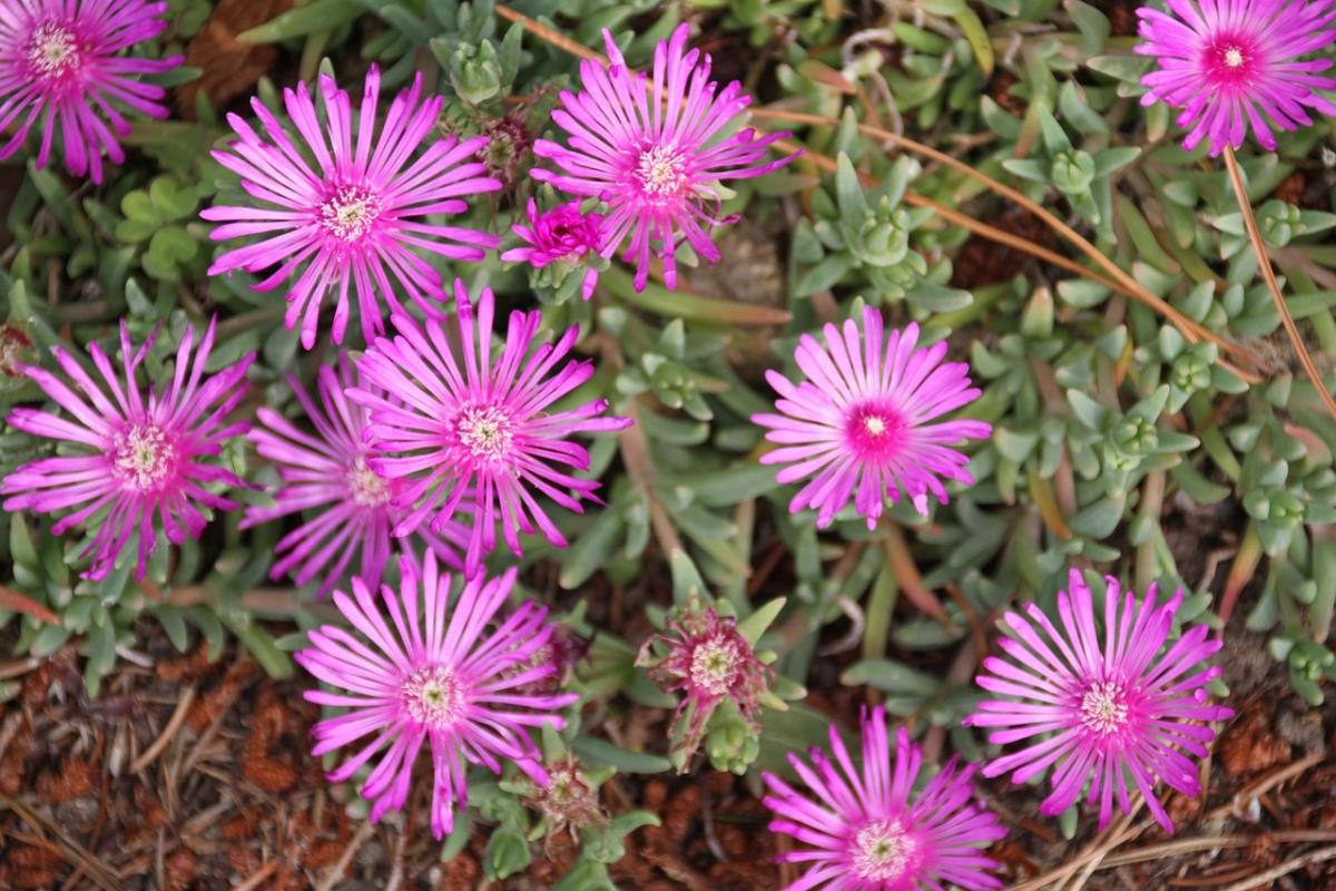 Milliseid lilli hae istutada / foto pexels.com