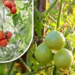 Kakssada grammi ja nad on küpsed: köögiviljakasvataja jagas oma vanaisa