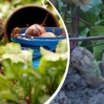 Lihtne tegevus augustis: aednik jagas, kuidas muuta peet magusaks ja