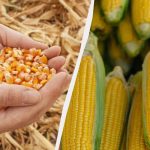 Parim aeg maisi külvamiseks 2025. aastal: ärge jätke seda vahele!