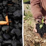 4 ootamatut viisi, kuidas kasutada puuhiilt aias