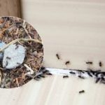 Hüvasti, tüütud kahjurid: kuidas sipelgatest lõplikult lahti saada Hüvasti, tüütud kahjurid: kuidas sipelgatest lõplikult lahti saada