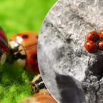 Kasvatatud ja lennukitest maha visatud: pärast sinna sattunud jaanitsaid ründab Ukrainat uus kahjur. Kasvatatud ja lennukitest maha visatud: pärast sinna sattunud jaanitsaid ründab