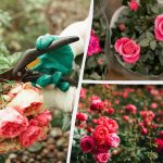 Kuidas kasvatada ühest roosist terve voodi: meetod, mis töötab isegi