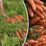 Kuidas öelda, millal porgandid on küpsed – parimad päevad nende