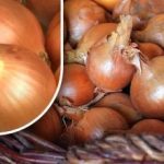 Kuidas säilitada sibulat nii, et see enne suve ei idaneks: