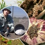 Küüslauk kasvab nagu pärm: kuidas sügisel voodeid ette valmistada