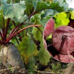 Millal koristada peeti 2025. aastal: nimetatakse kahte küpset köögivilja märki