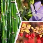 Milliseid ilutaimi on parem mitte maja lähedale istutada: eksperdid nimetasid