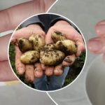 Mustus eemaldub sekunditega: kuidas puhastada oma sõrmi pärast noori kartuleid: