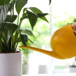 Rahulik lill lakkab kolletamast ja elustub vaid mõne tunniga: tõestatud