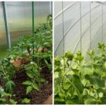 Rekordiline saak üllatab isegi naabreid: kuidas kasvuhoone pinnast kiiresti niisutada