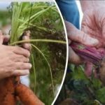 Soodsad päevad: millal kaevata porgandit ja peeti kuukalendri järgi 2025.