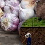 Talvine küüslauk ei meeldi: aednik avastas talviseks ajaks täiusliku voodi